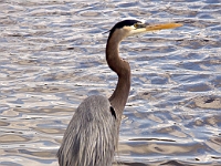 Heron 2